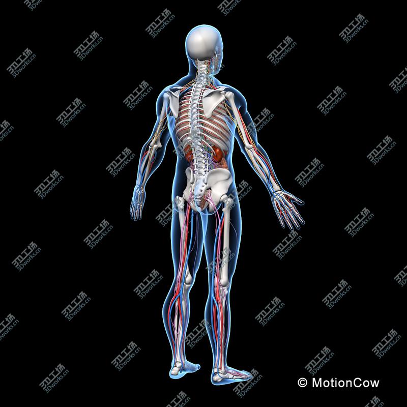 images/goods_img/20210113/Skeleton, Anatomy & Nervous System/4.jpg